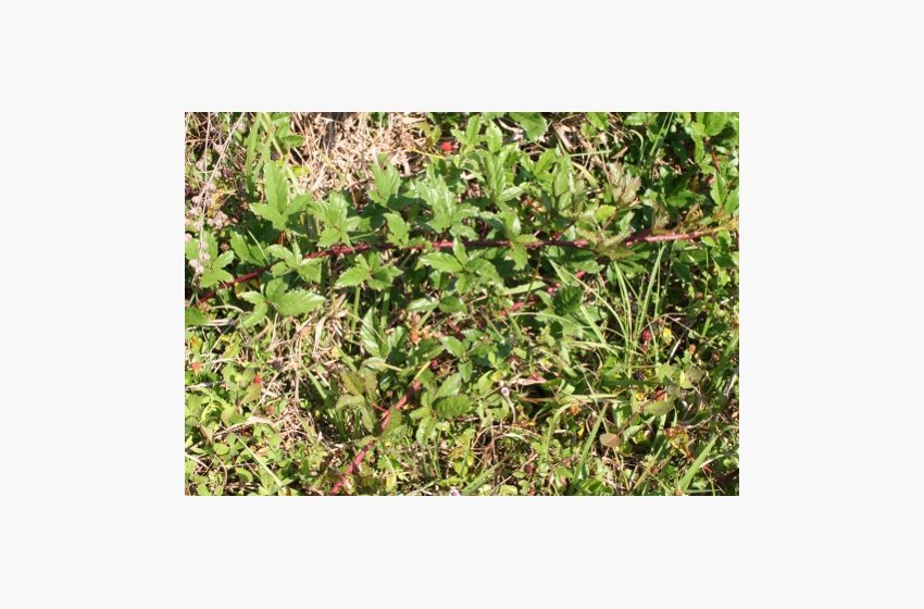 Southern Dewberry