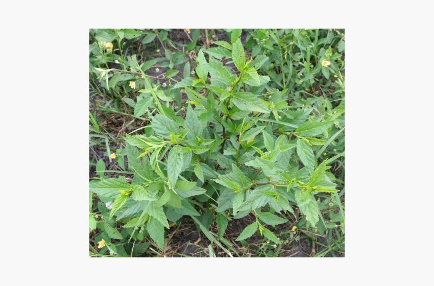 Southern Sida