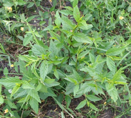 Southern Sida