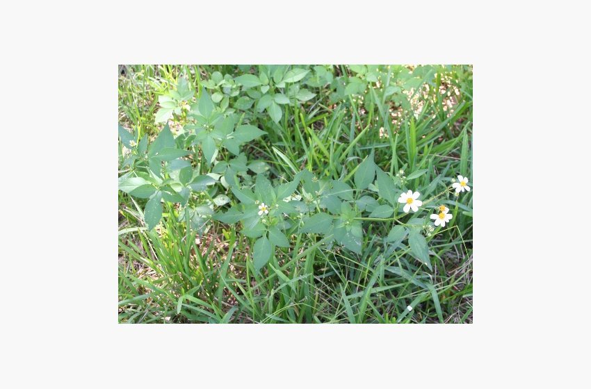 Spanish Needles