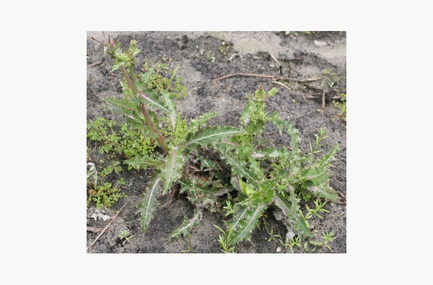 Spiny Sowthistle