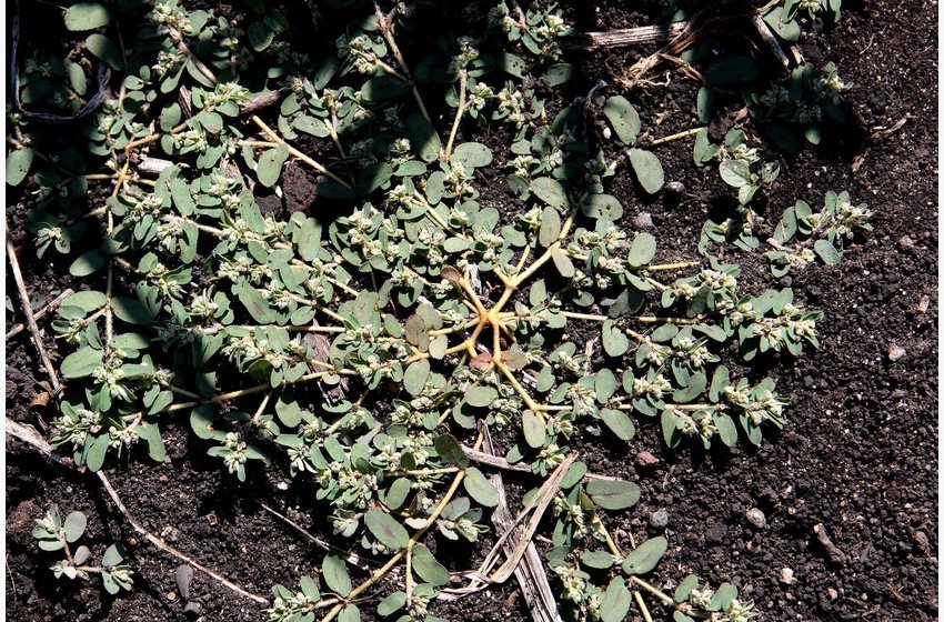 Spotted Spurge