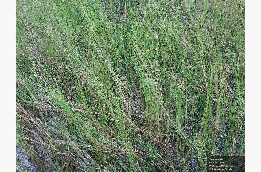 Torpedograss