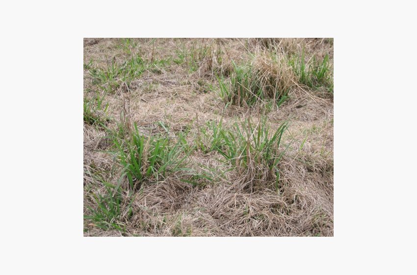 Vaseygrass