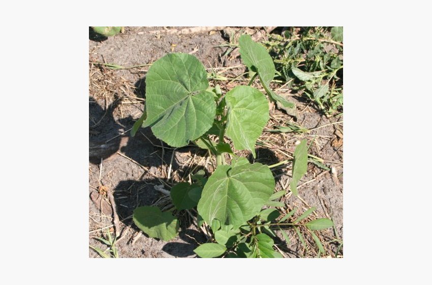 Velvetleaf