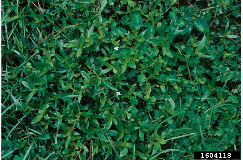 Virginia Buttonweed