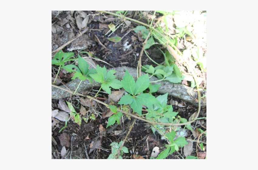 Virginia Creeper