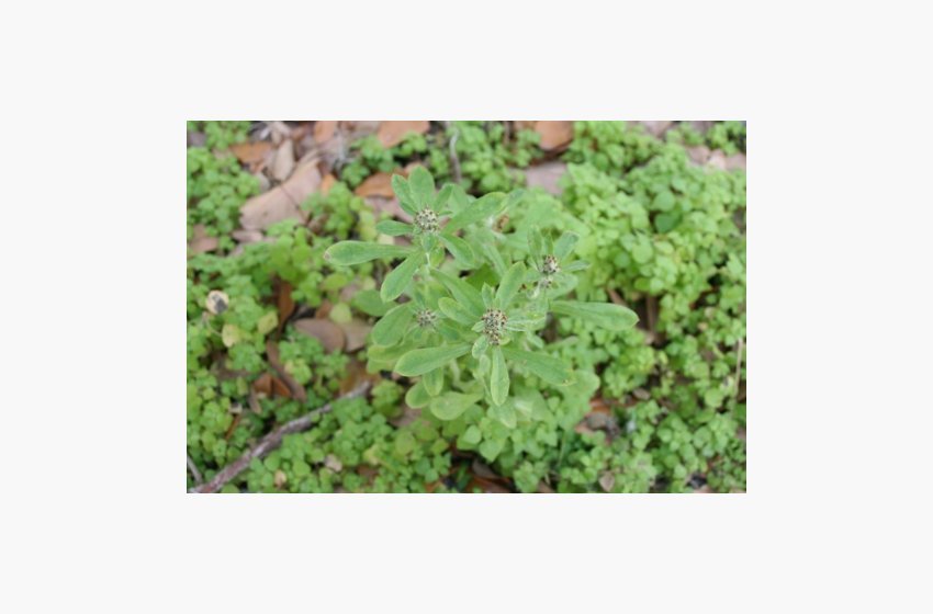 Wandering Cudweed