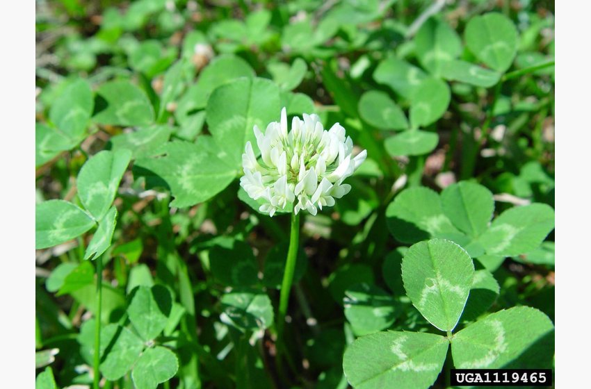 White Clover